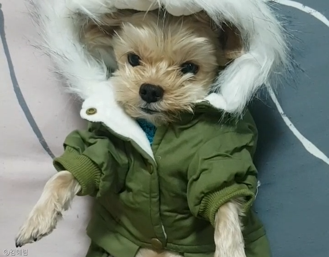 노트펫