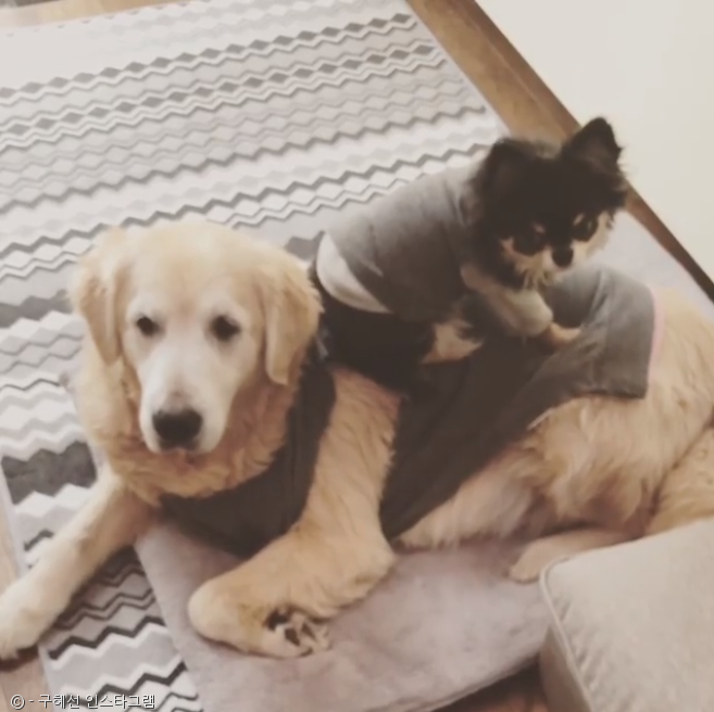 노트펫
