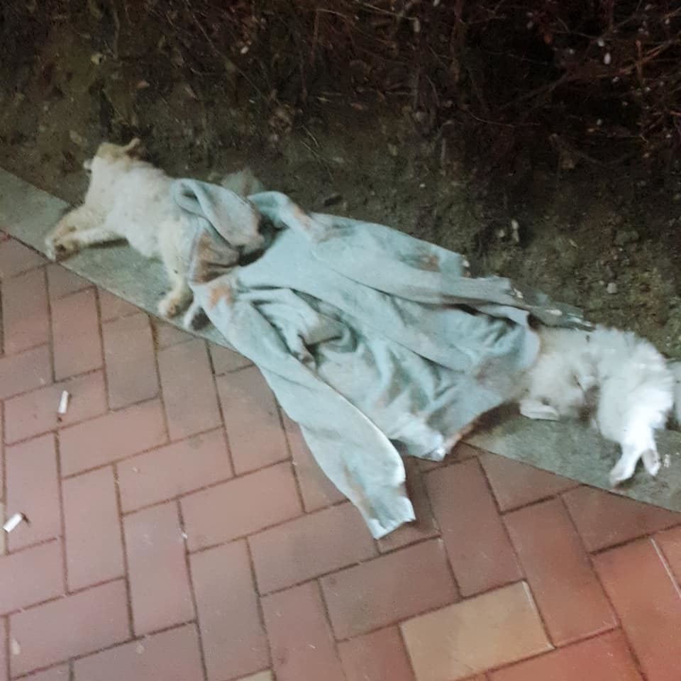 노트펫