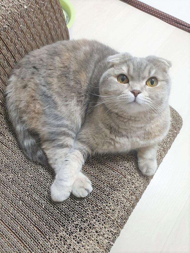 노트펫