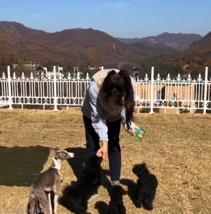 노트펫