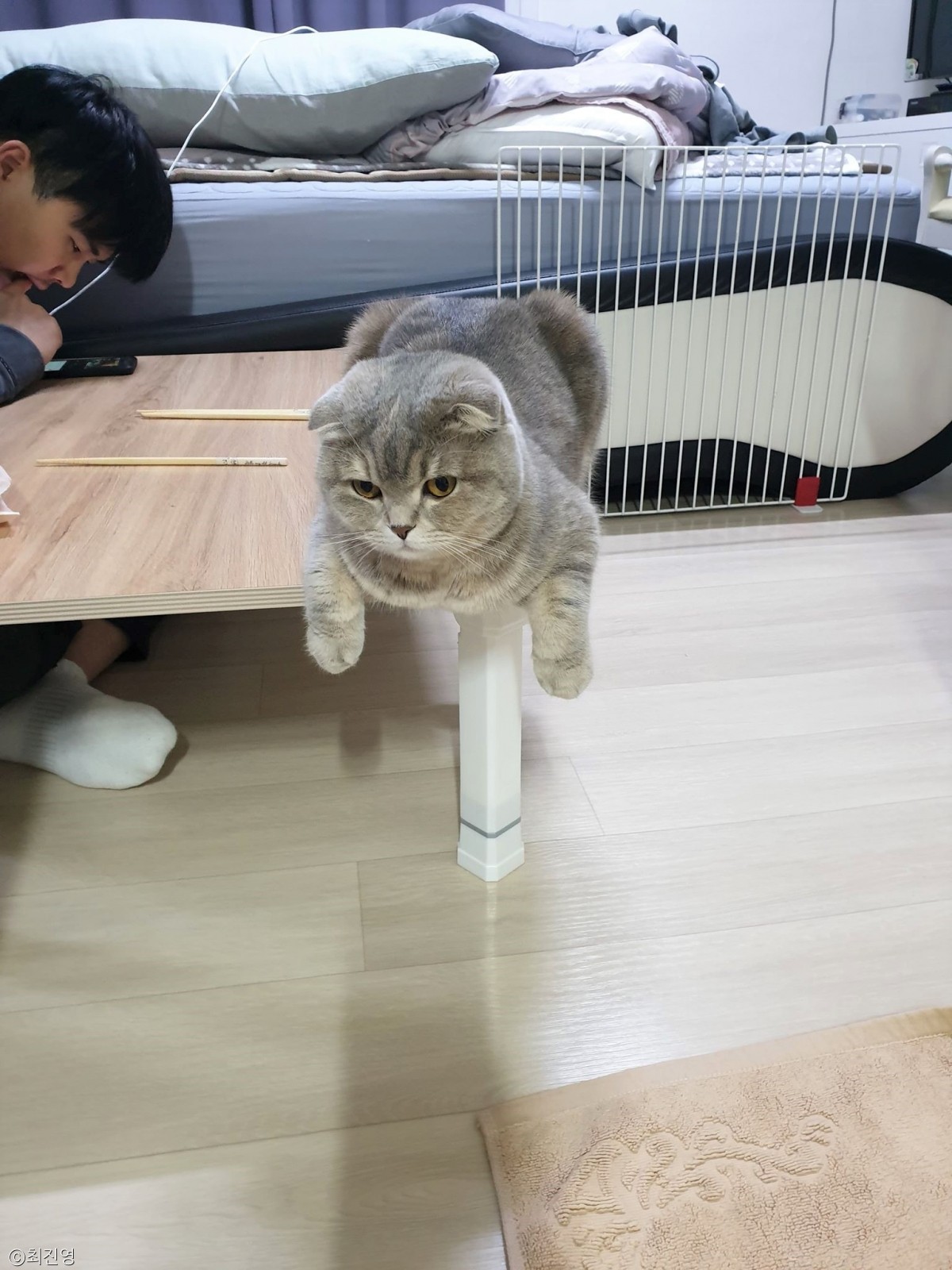 노트펫