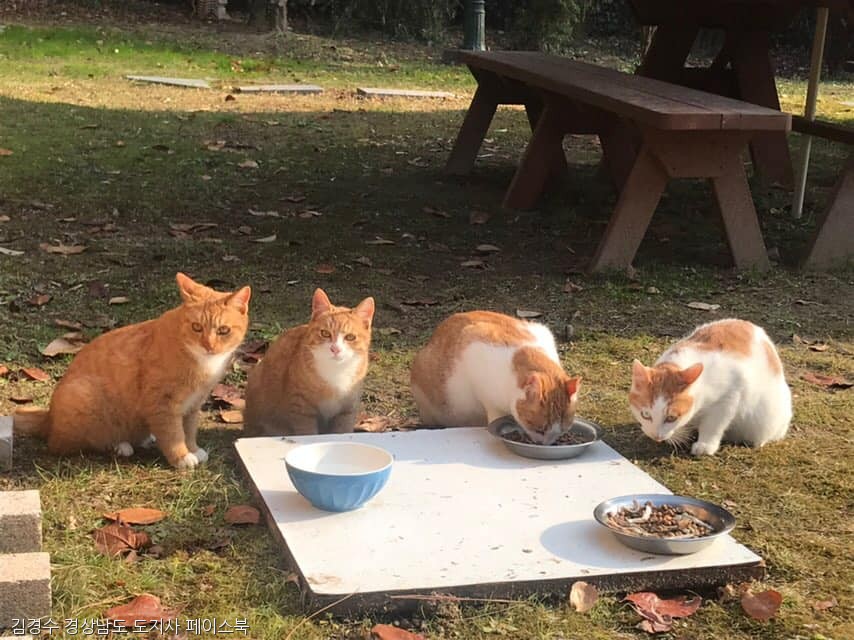 노트펫