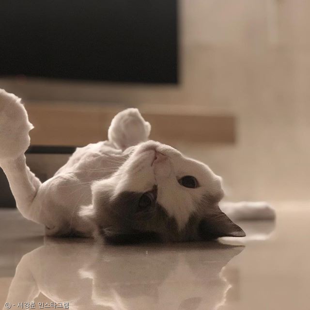 노트펫