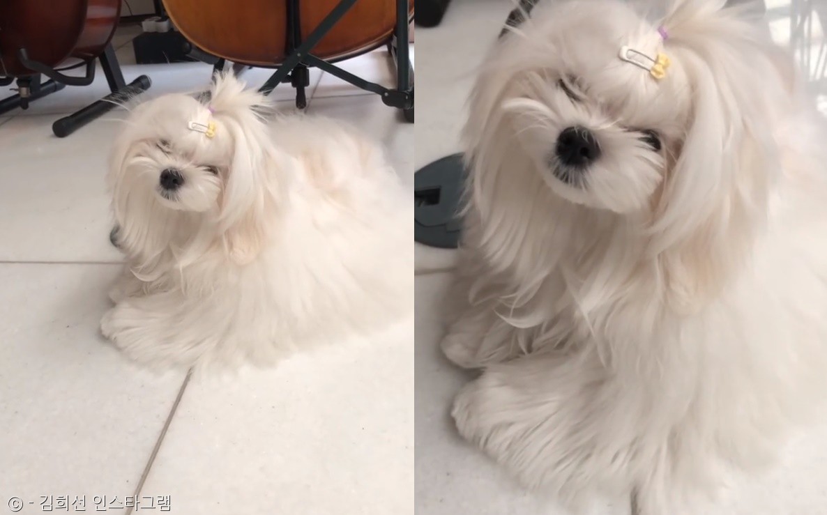 노트펫