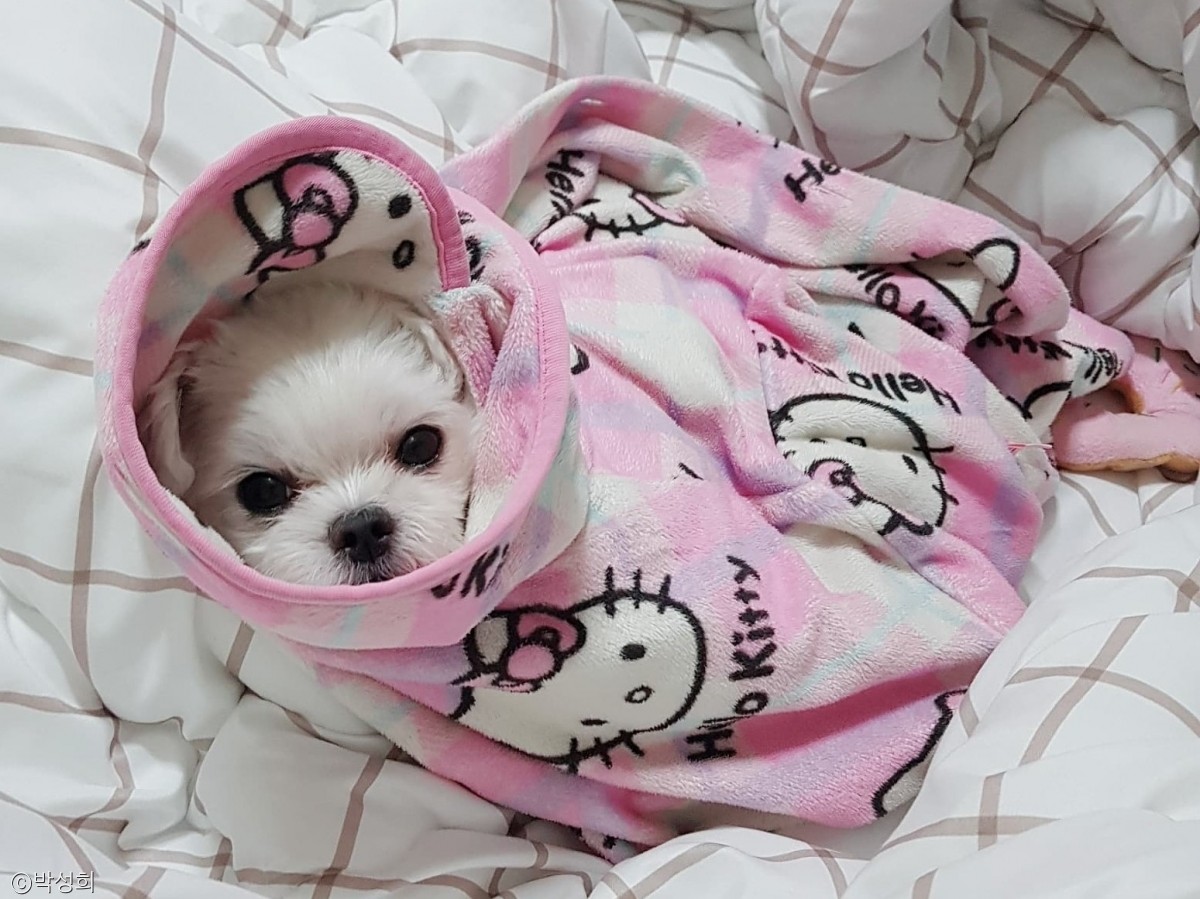 노트펫