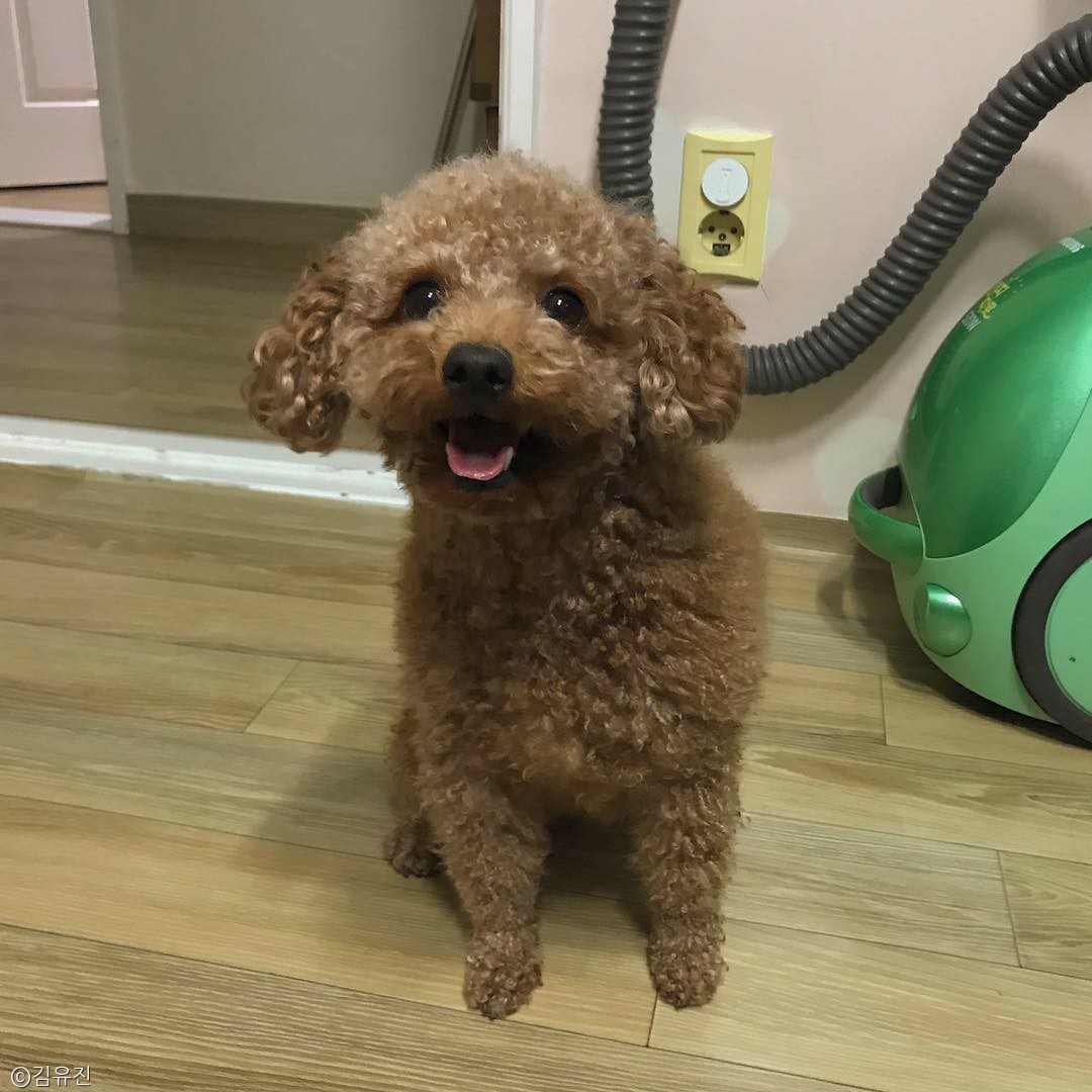 노트펫