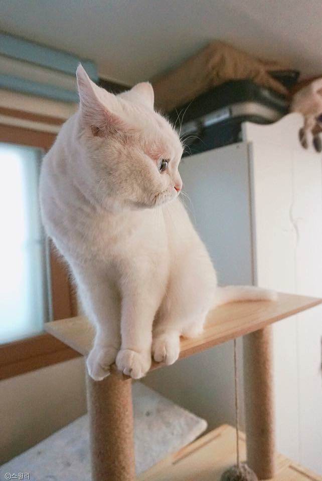 노트펫