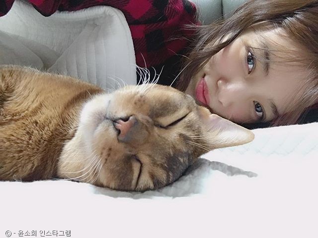 노트펫
