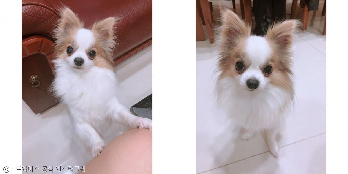 노트펫