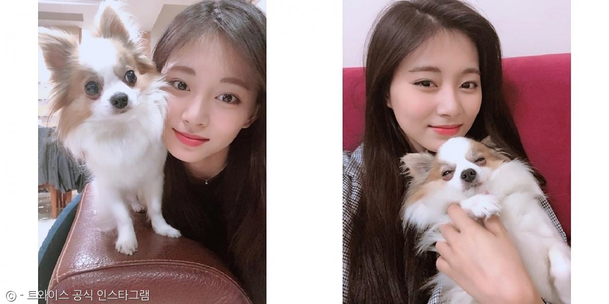 노트펫