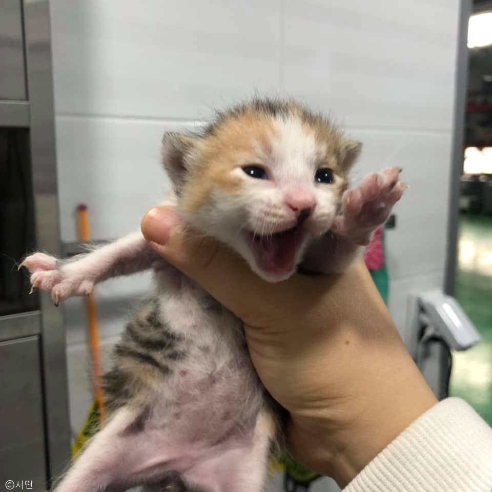 노트펫