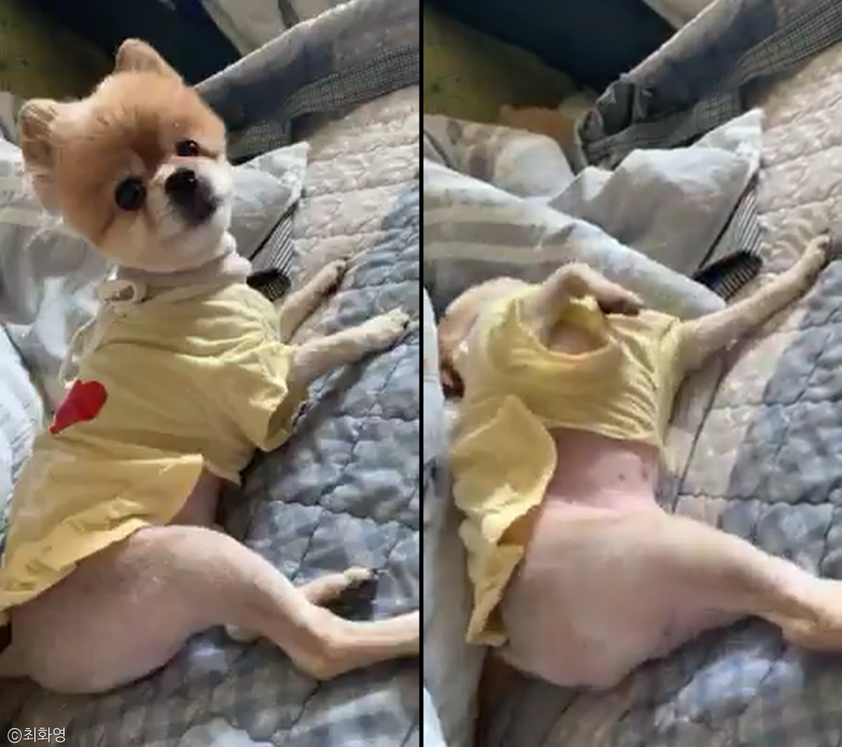 노트펫