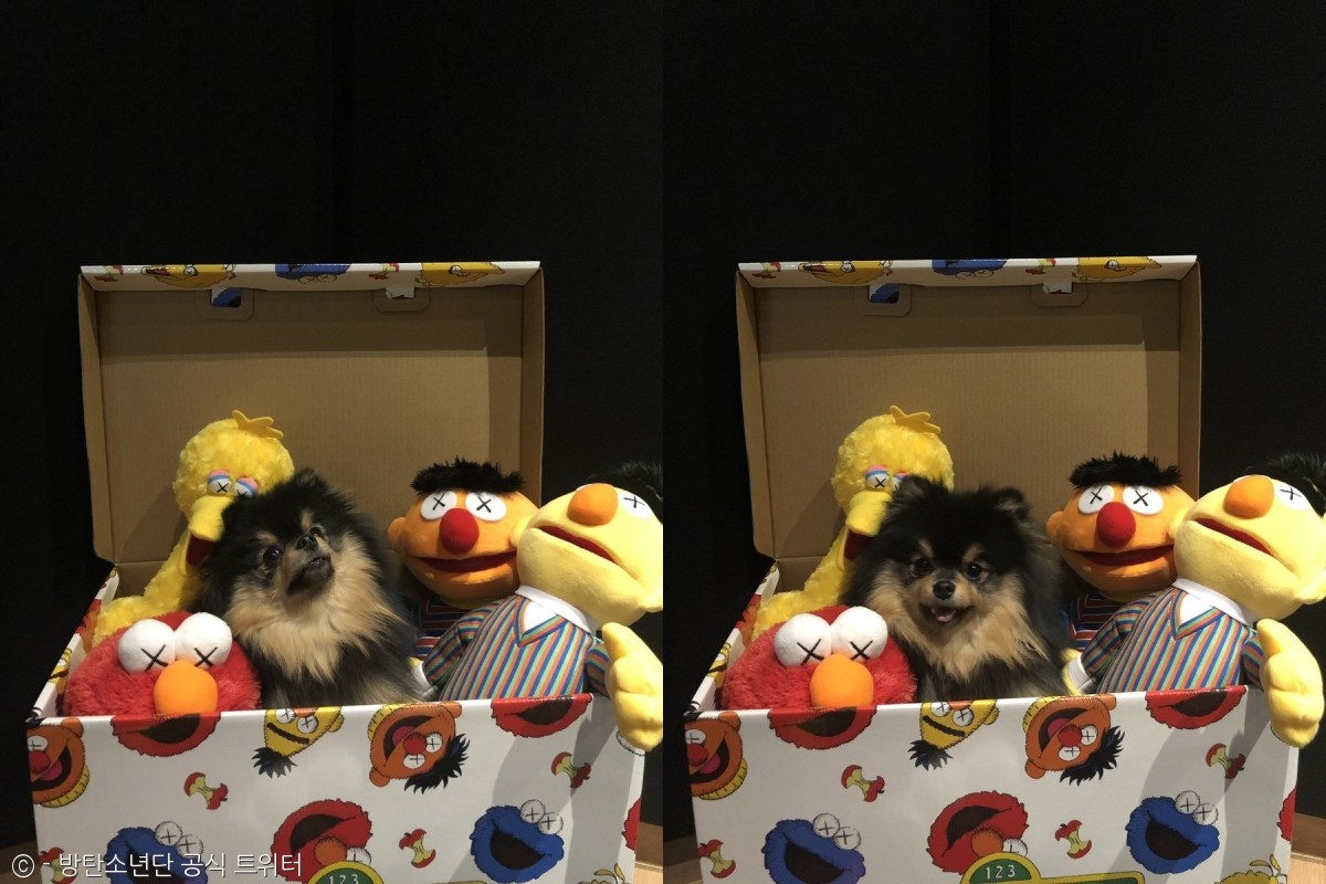 노트펫
