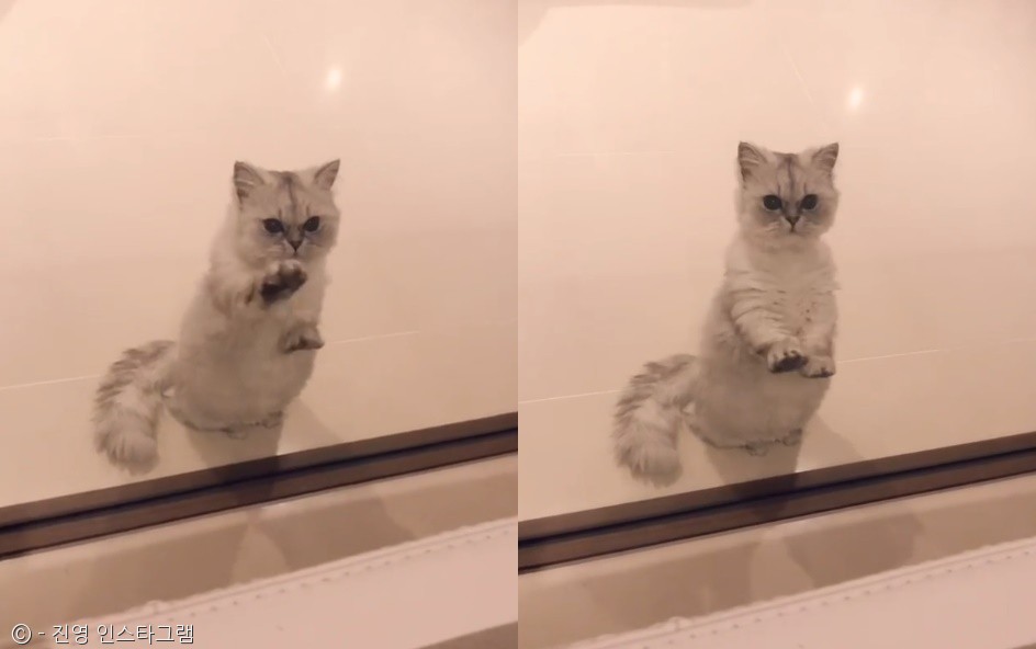 노트펫