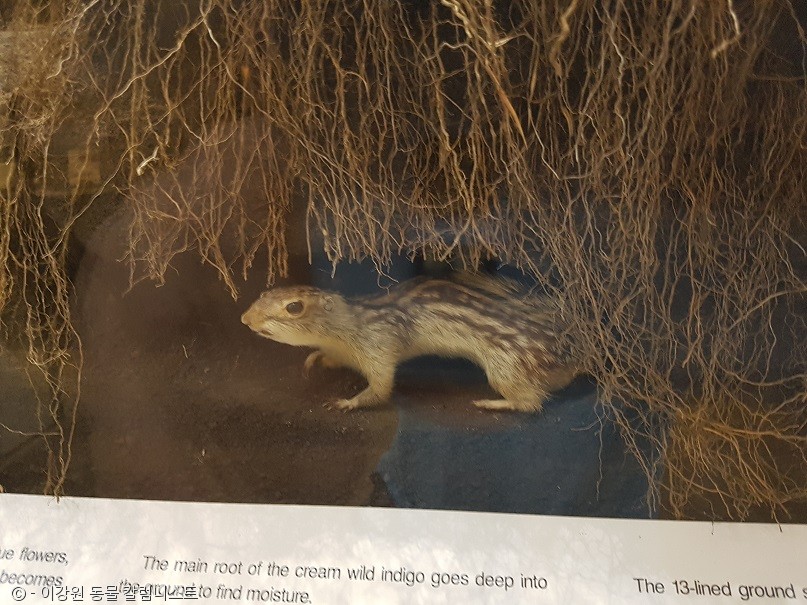 노트펫