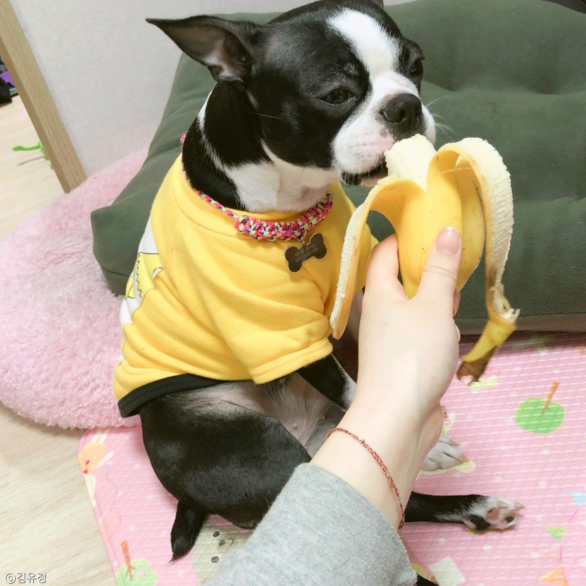 노트펫
