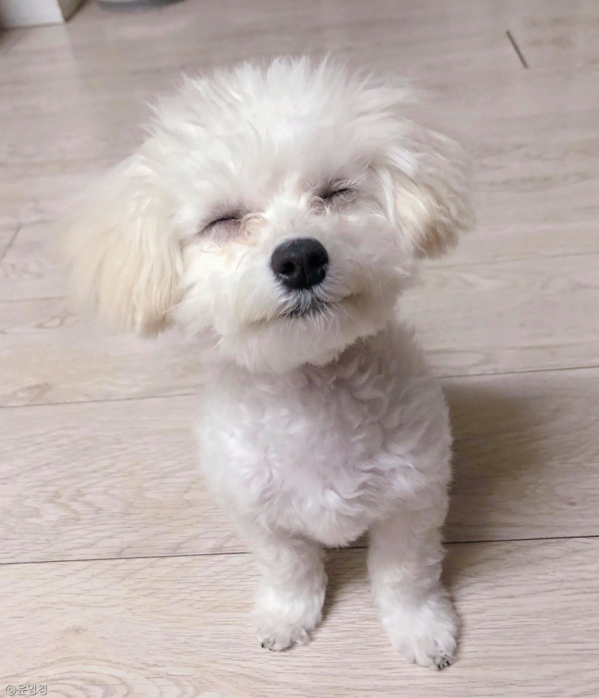 노트펫