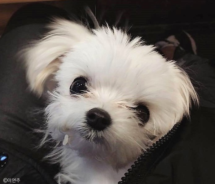 노트펫