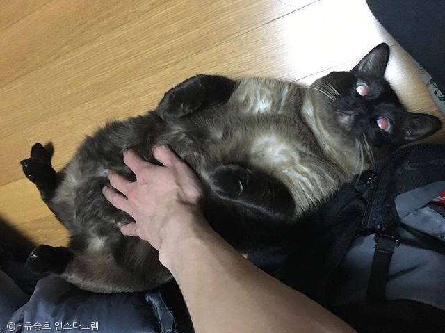 노트펫