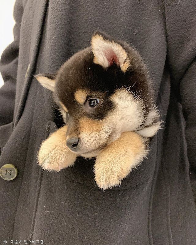 노트펫