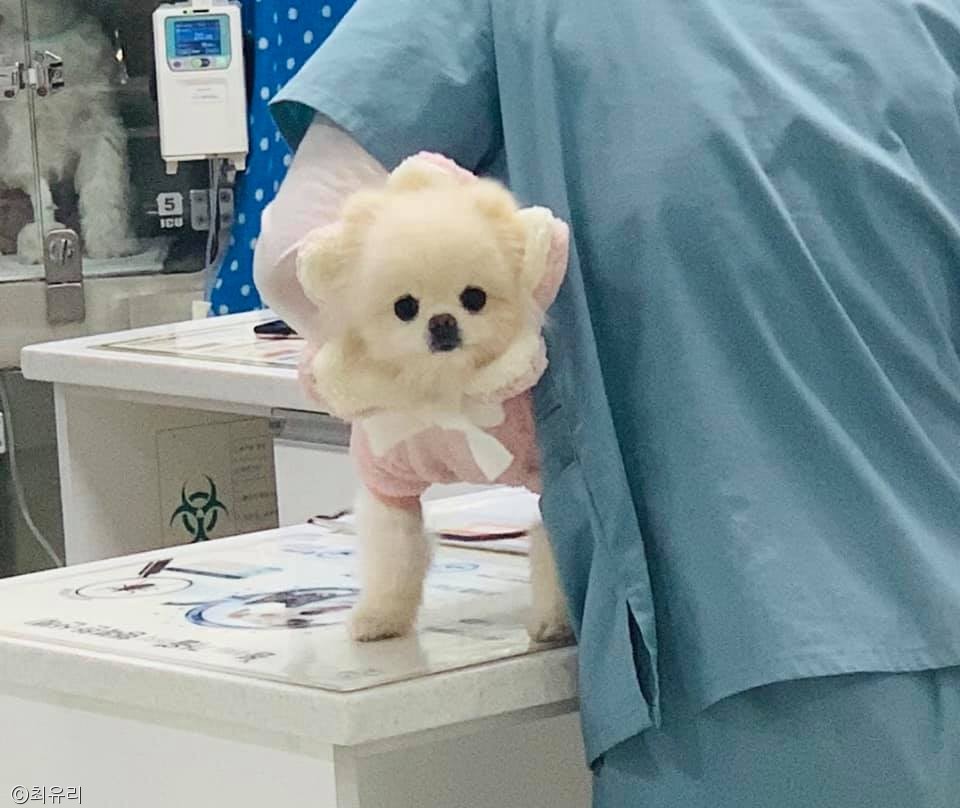 노트펫