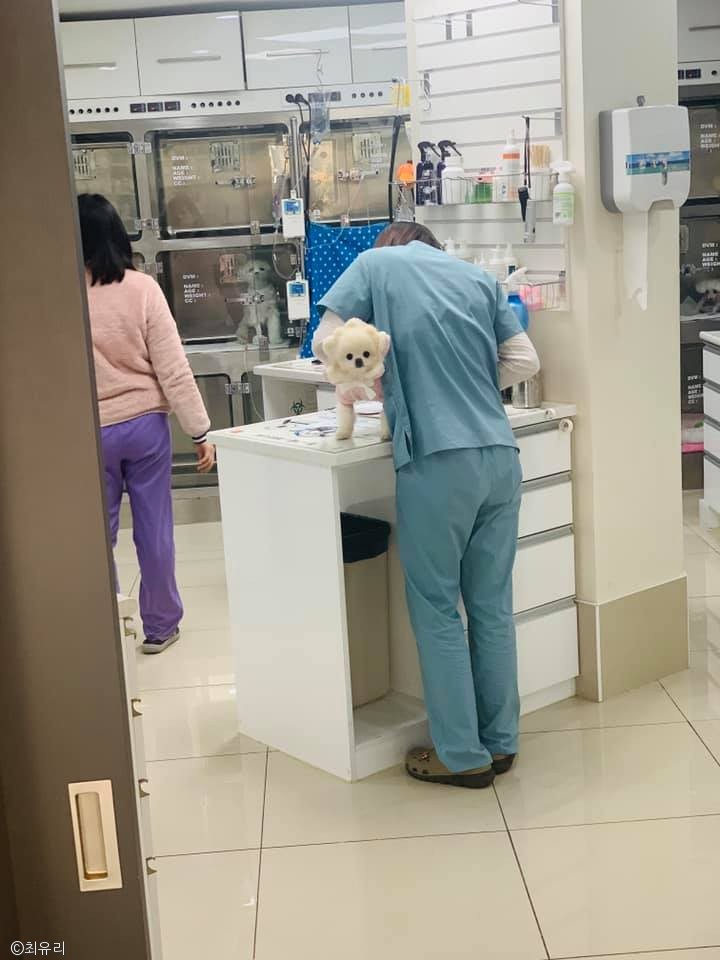 노트펫