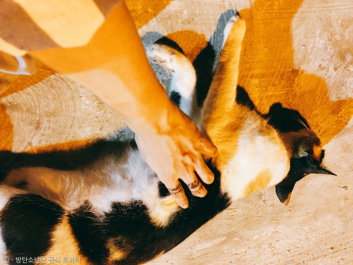 노트펫