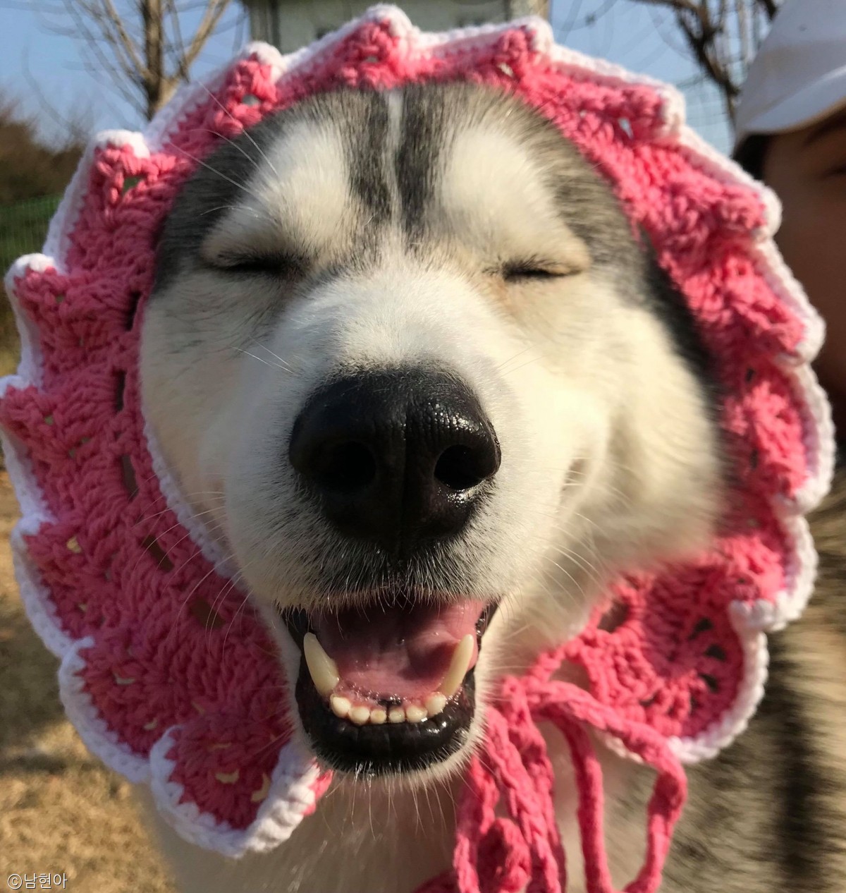 노트펫