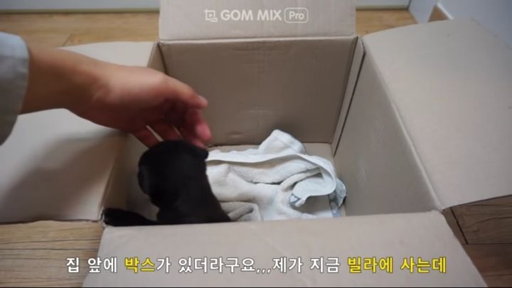 노트펫
