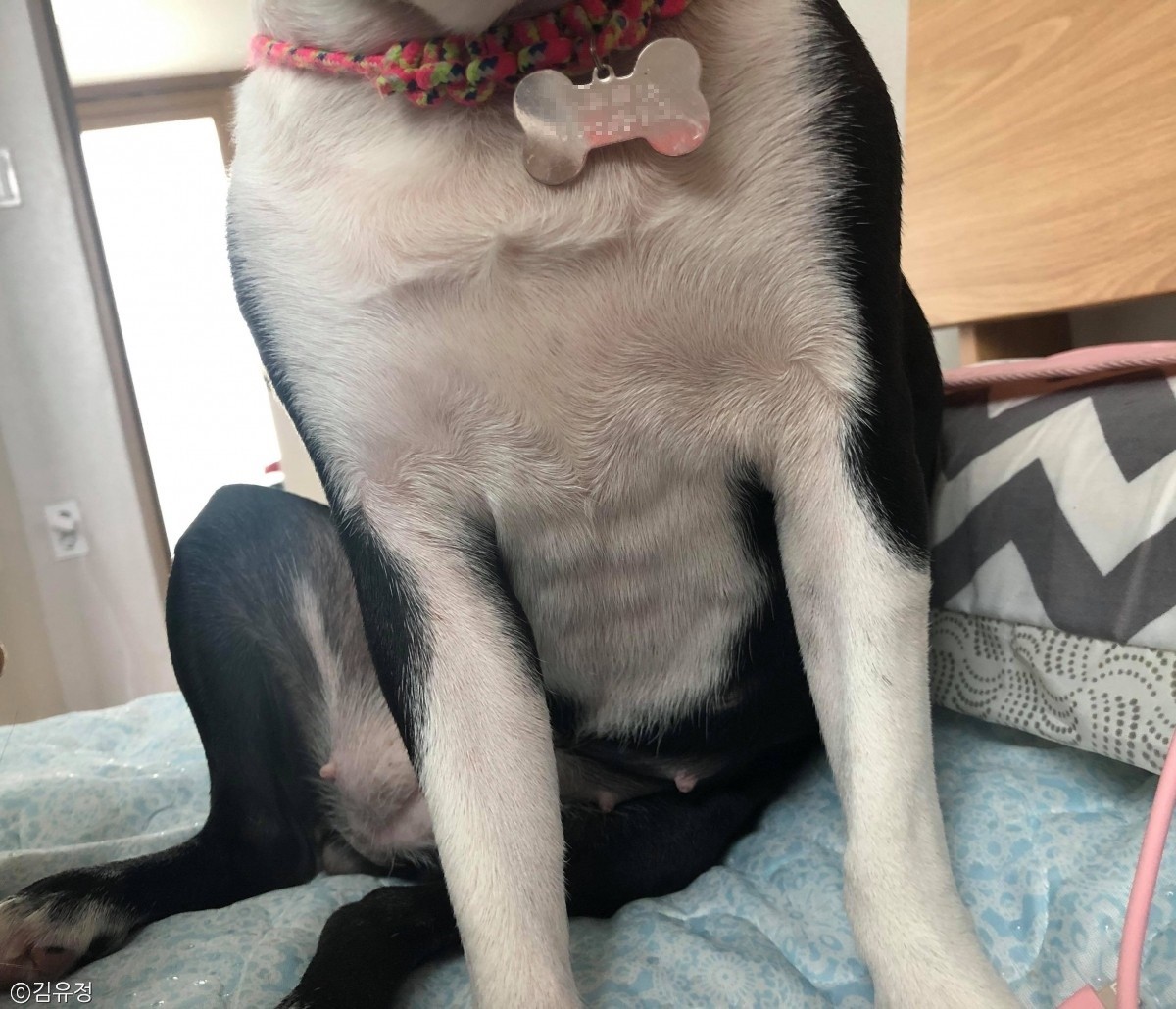 노트펫