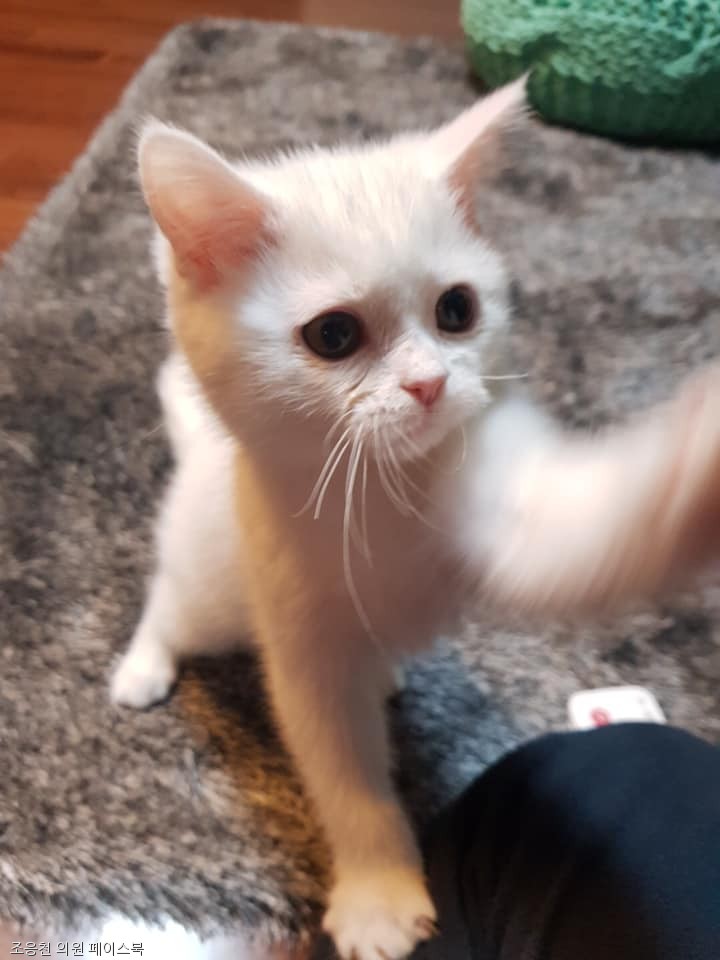노트펫