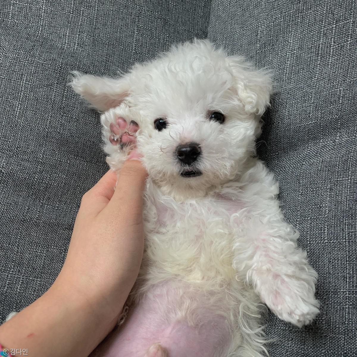 노트펫