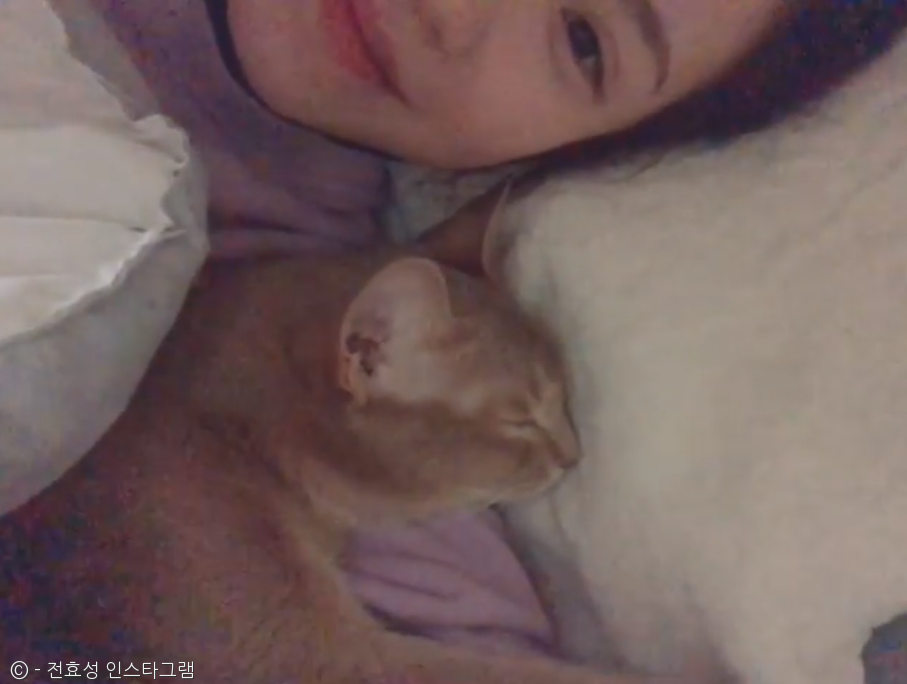 노트펫