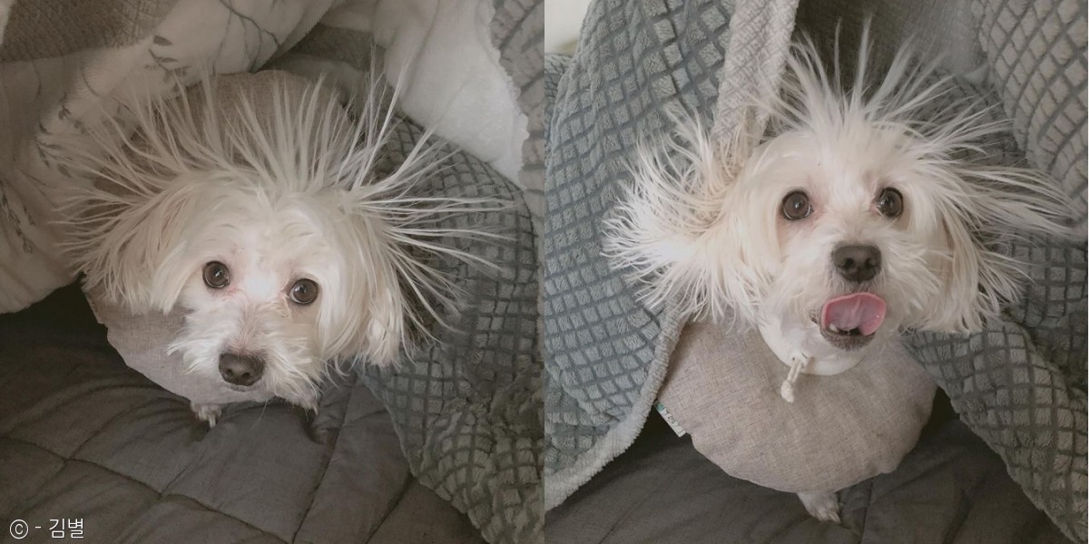 노트펫