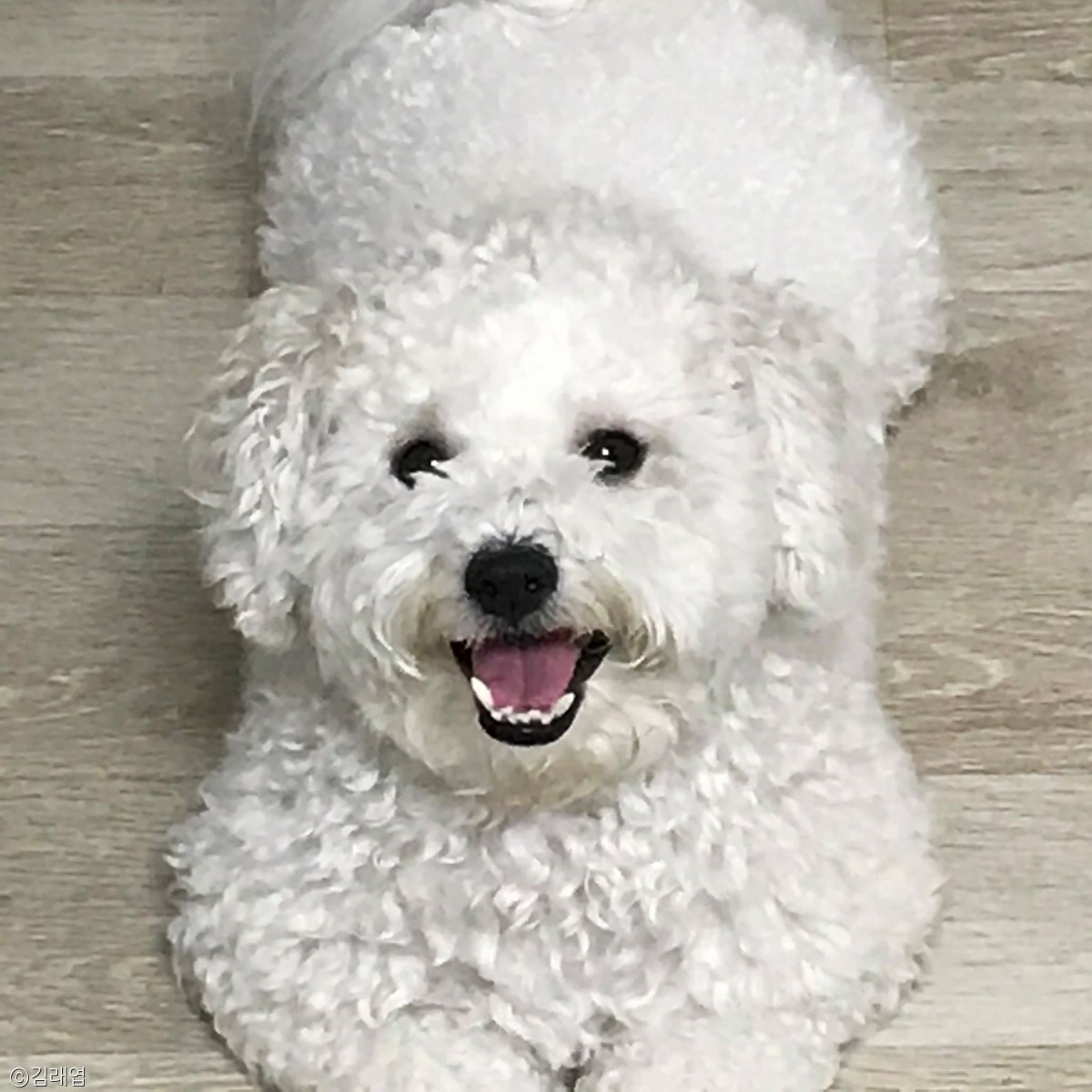 노트펫