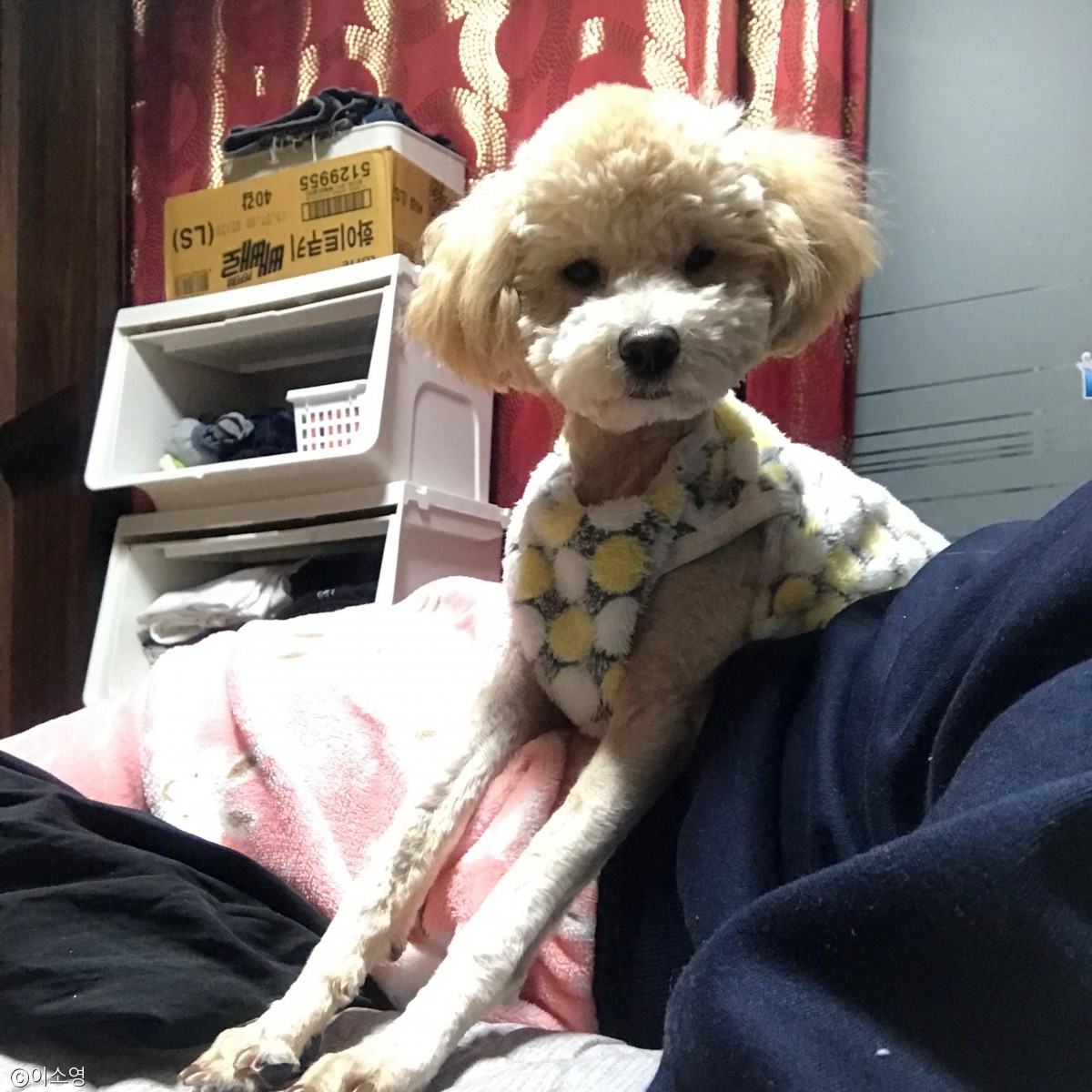 노트펫