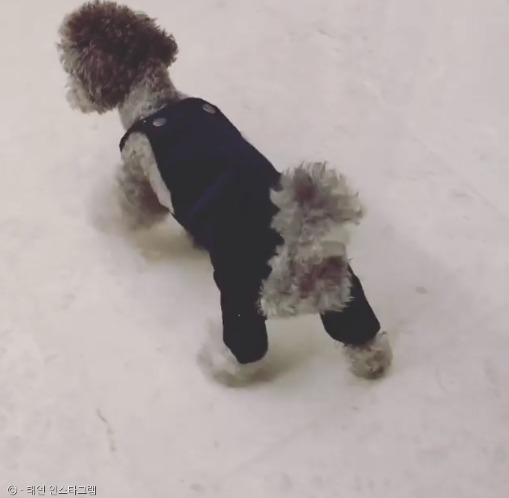 노트펫