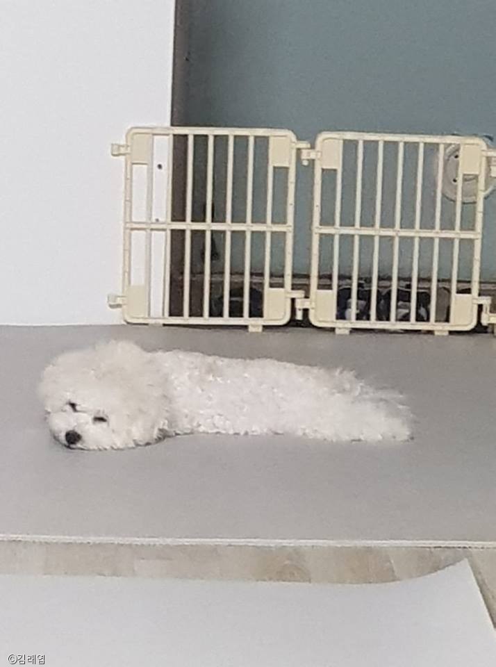 노트펫