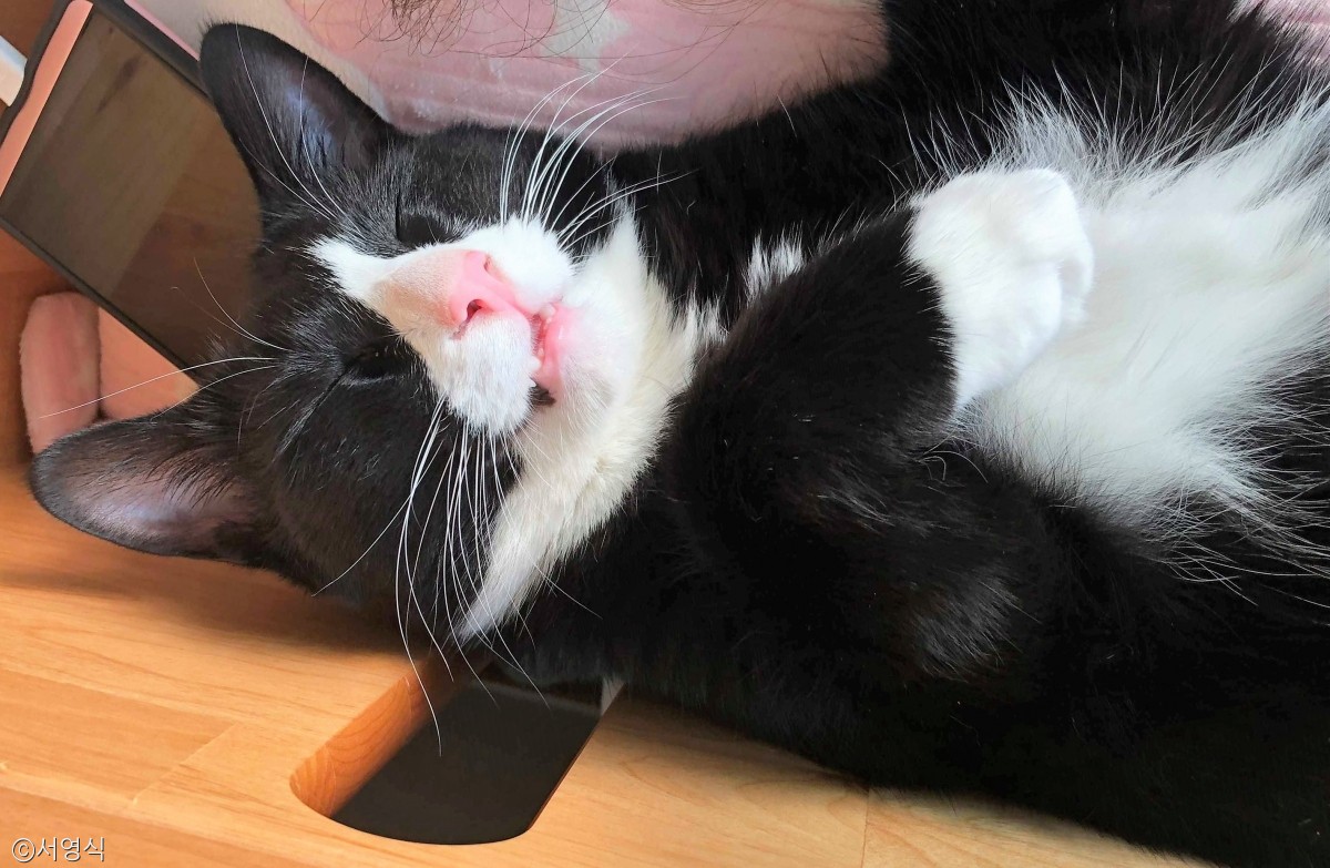 노트펫