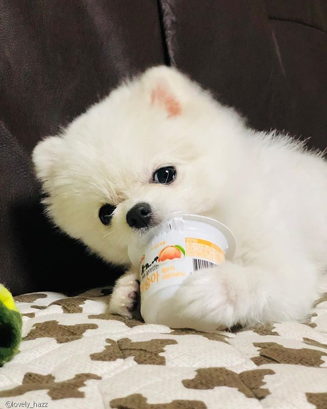 노트펫