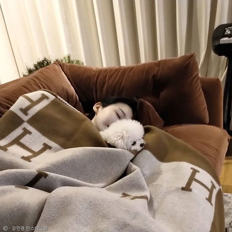 노트펫