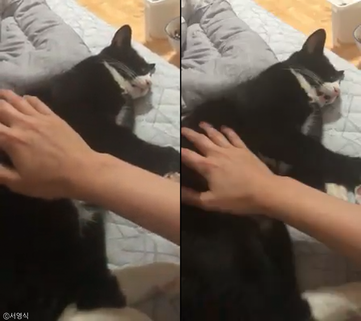 노트펫