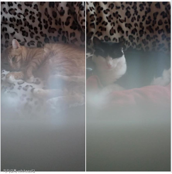 노트펫