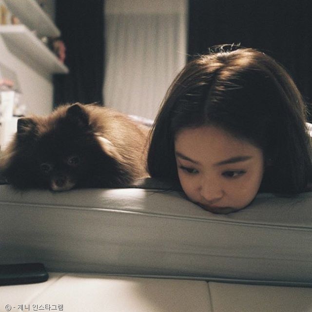 노트펫