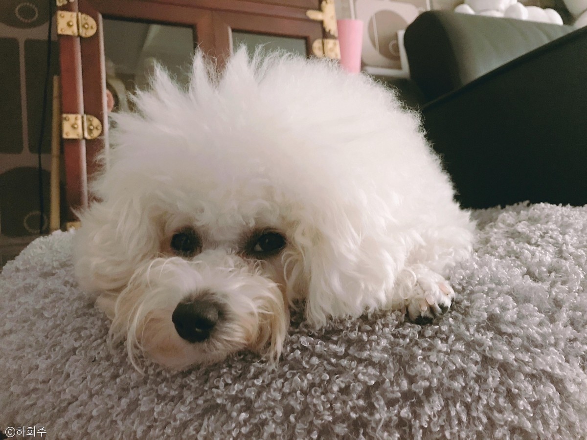 노트펫