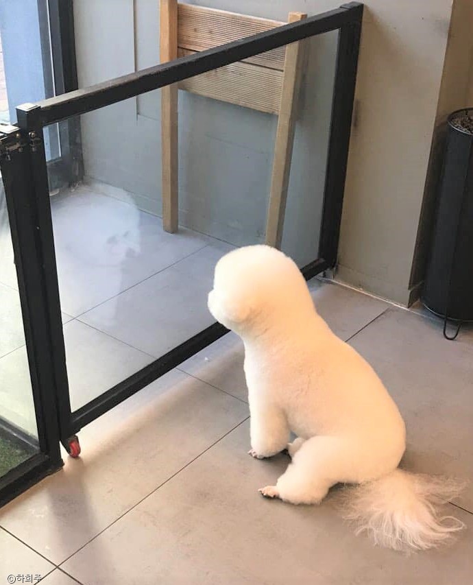 노트펫