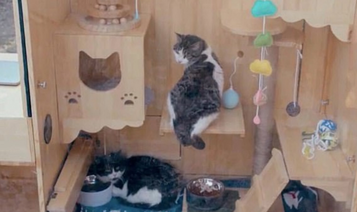 노트펫
