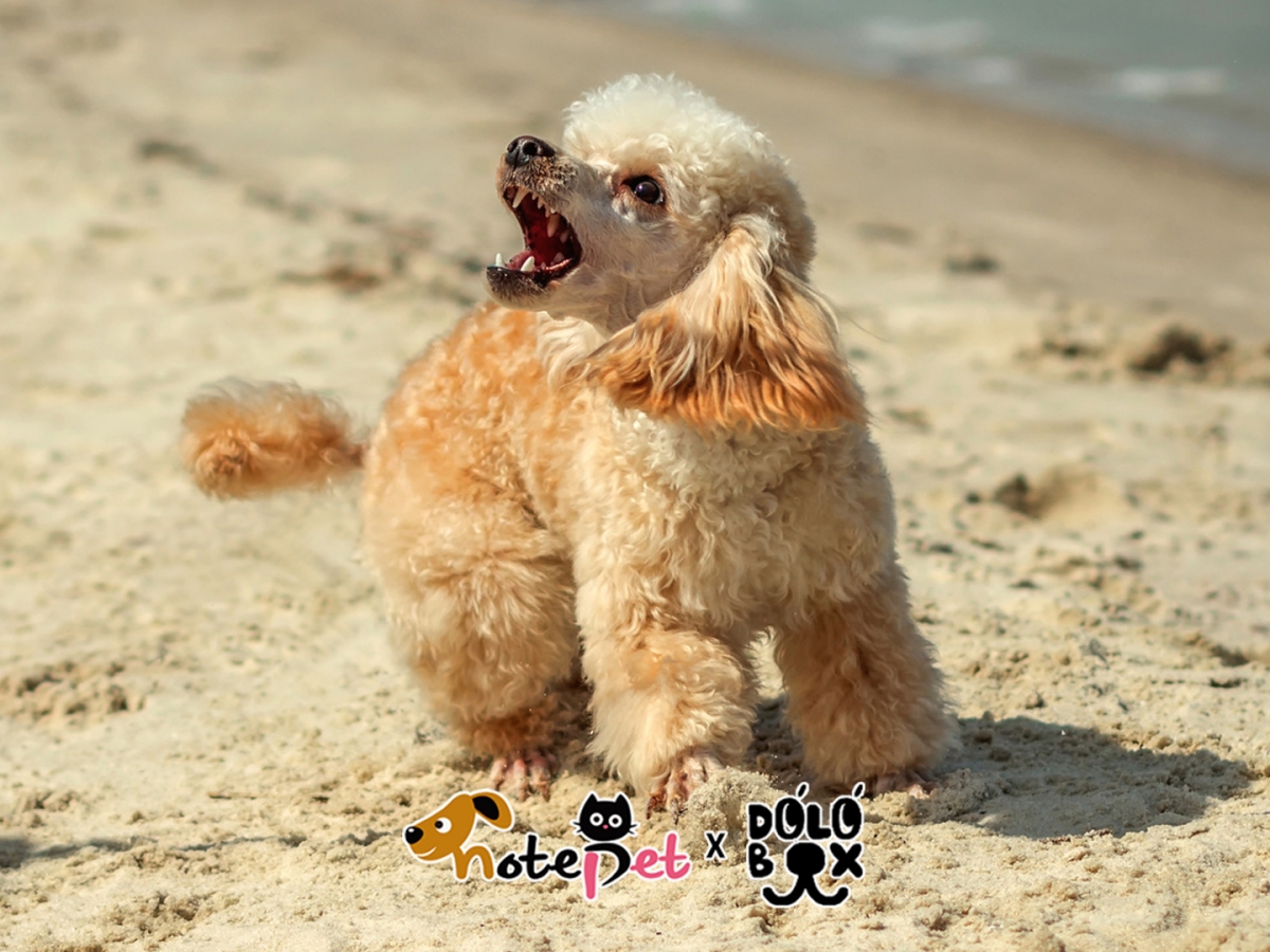 노트펫