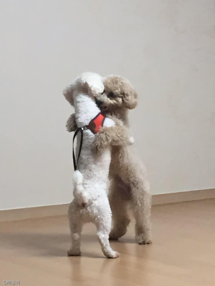 노트펫